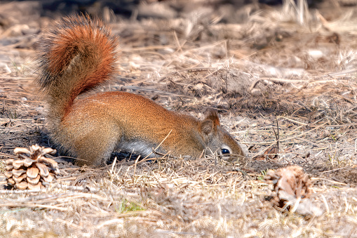 Picture of squirrel digging to indicate squirreling away money for self-employment taxes Picture of squirrel digging to indicate squirreling away money for self-employment taxes